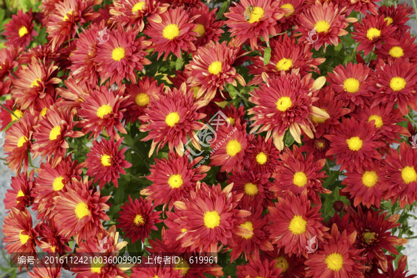 千頭菊