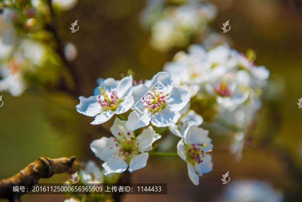 梨花
