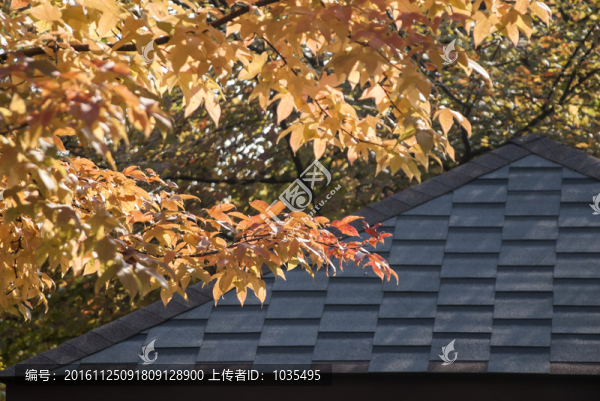 紅葉