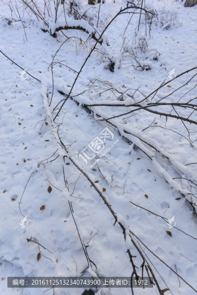 冬雪,樹林