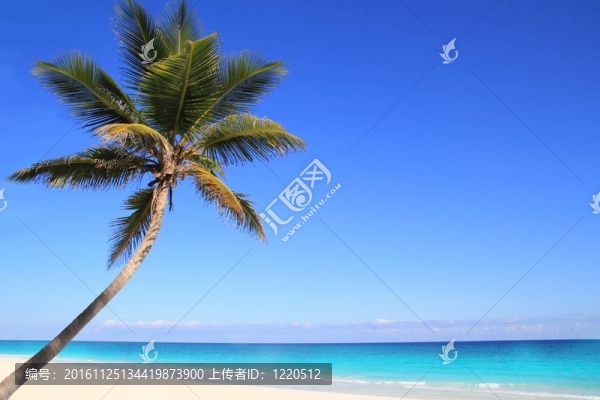 加勒比海椰子棕櫚樹在tuquoise海