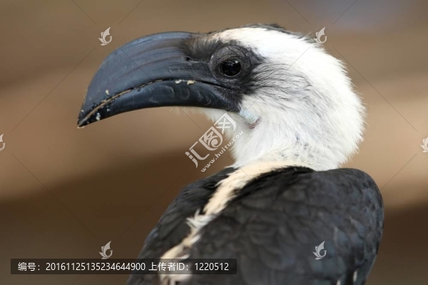 犀鳥科鳥類