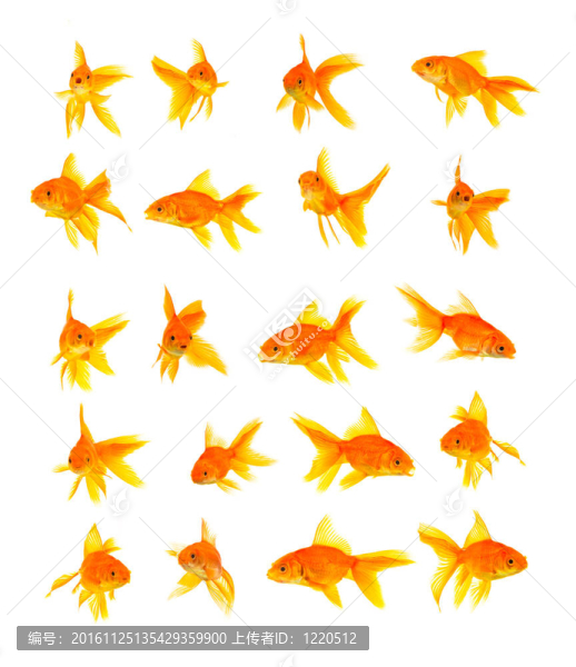 金魚