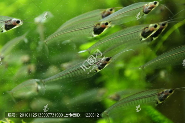 魚