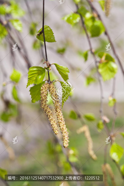 白樺花序