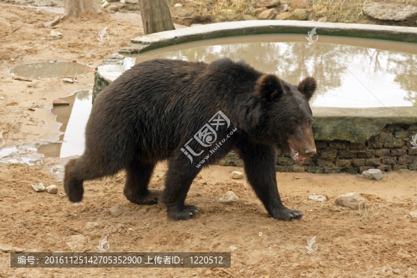 棕熊