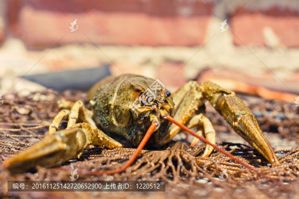 捕魚網(wǎng)蝦