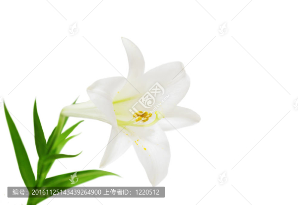 復(fù)活節(jié)的百合花