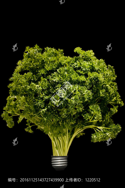 皺葉歐芹