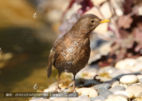 黑鳥