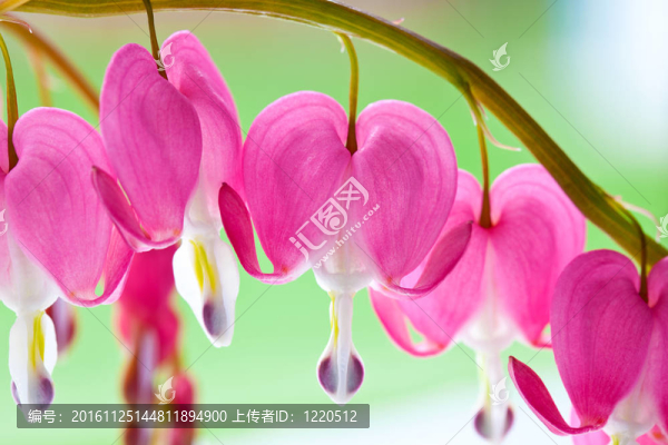 流血的心的花