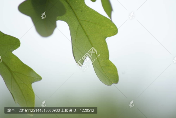 橡樹的葉子