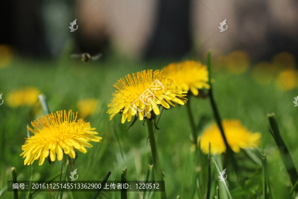 蒲公英的領(lǐng)域