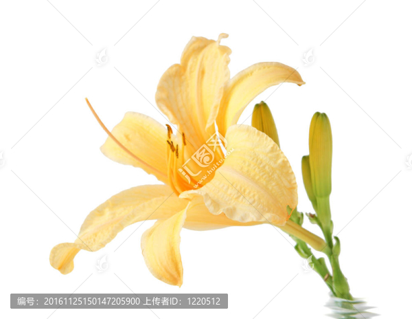 黃花菜