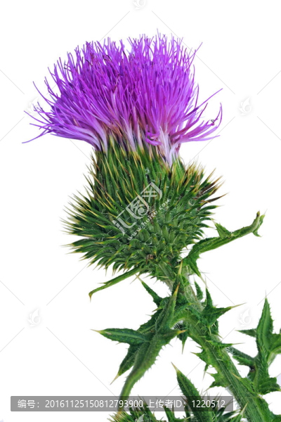 牛薊花