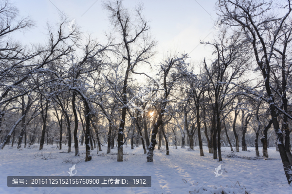 冬天的樹林