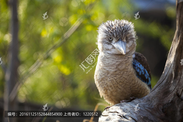 笑翠鳥笑翠鳥翠鳥用滑稽的表情