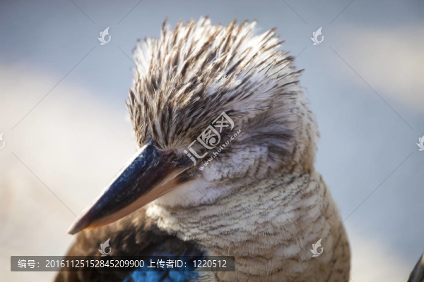 笑翠鳥(niǎo)笑翠鳥(niǎo)翠鳥(niǎo)用滑稽的表情