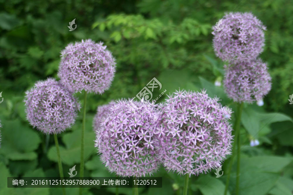 韭花