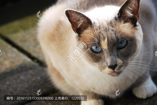 陽(yáng)臺(tái)上的貓