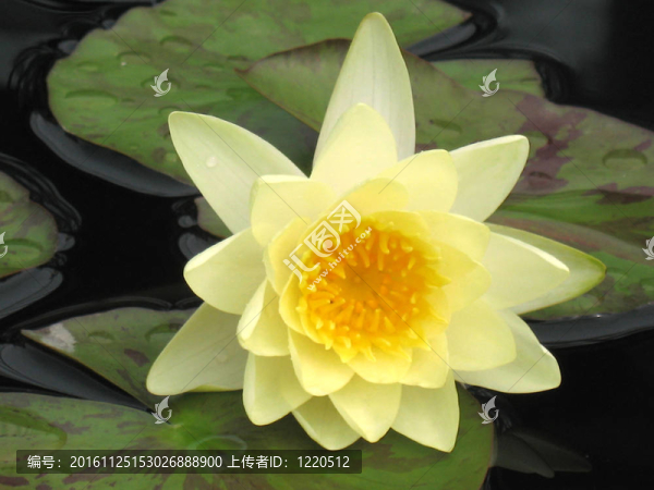 水百合