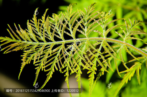 葉子的特寫(xiě)