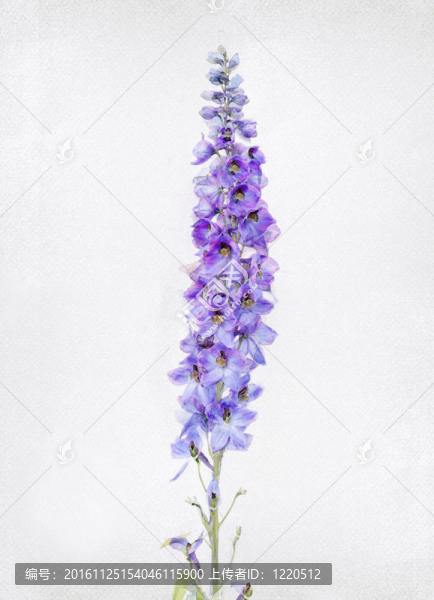 watercolored飛燕