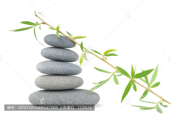 柳樹和卵石的一棵樹的樹枝