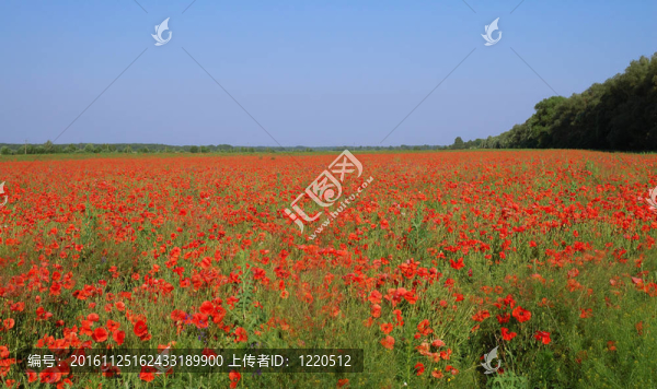 罌粟花的田野