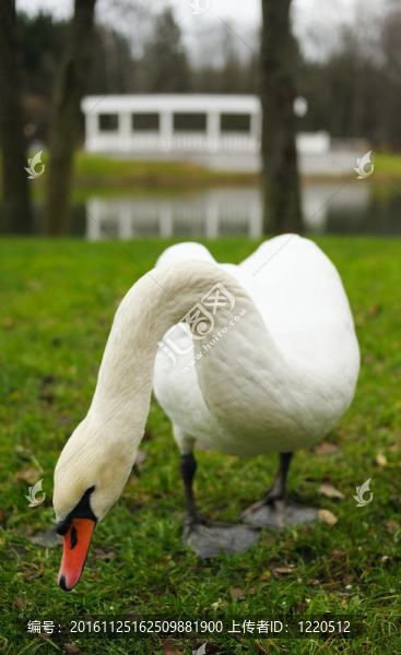 十一月在城市公園