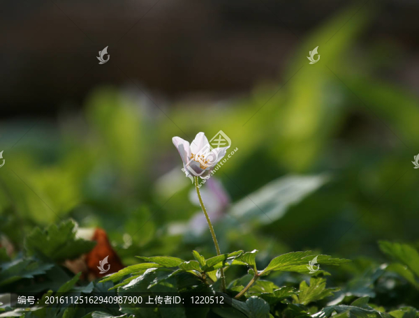 風(fēng)之花
