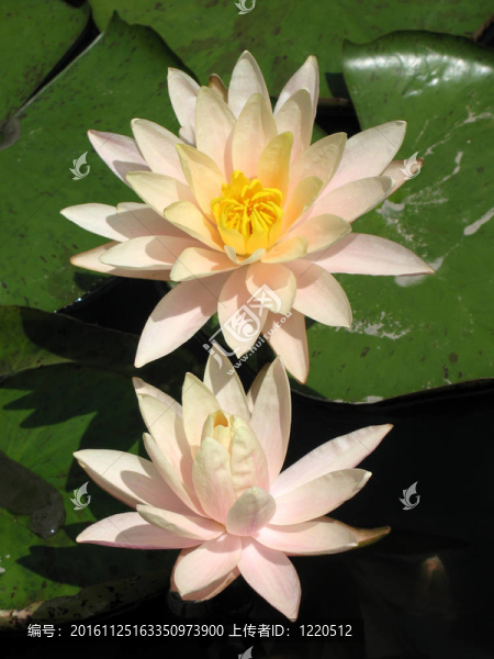 水百合