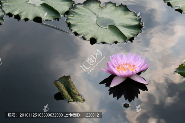 水百合
