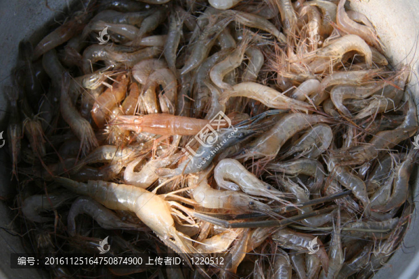 蝦洞里薩湖；柬埔寨