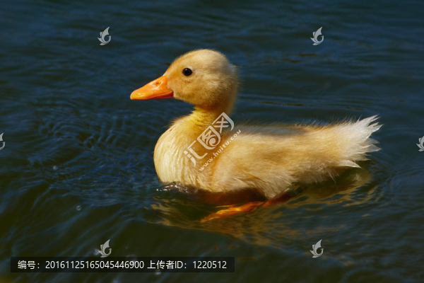 水里的小鴨
