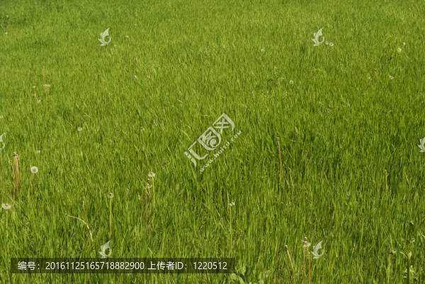 野生花卉