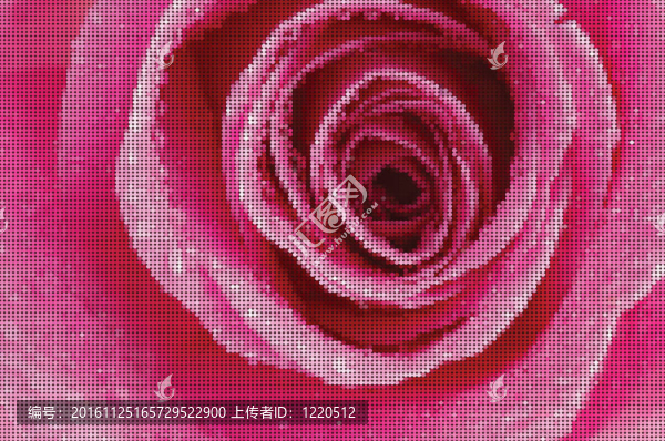 玫瑰花葉