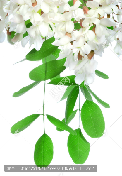 阿拉伯樹膠