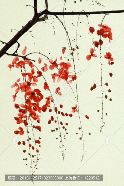 紅花在手工紙上的分支