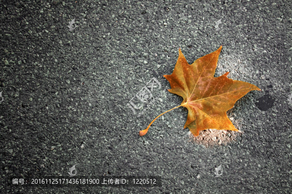 楓葉；秋天的概念