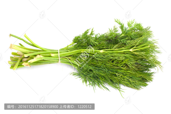 成熟的綠蘿束白色隔離