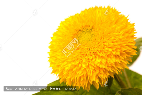 美麗的黃色向日葵