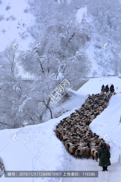 牧民轉(zhuǎn)場