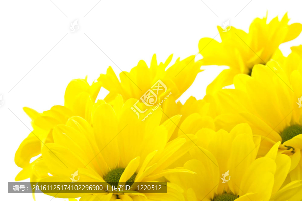 美麗的一束黃色的菊花