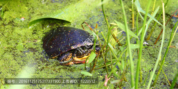 Blandings,Turtle（Emydoidea,blandingii）