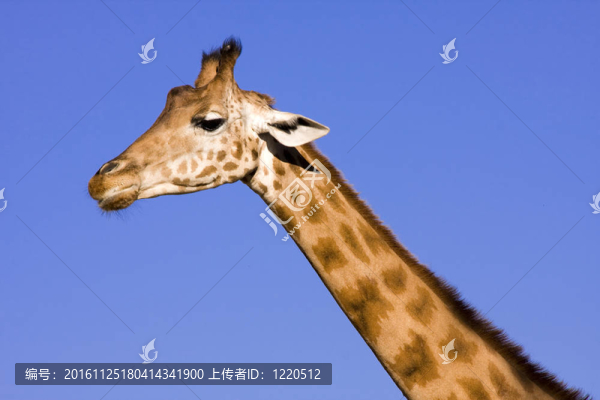 Giraffe的頭