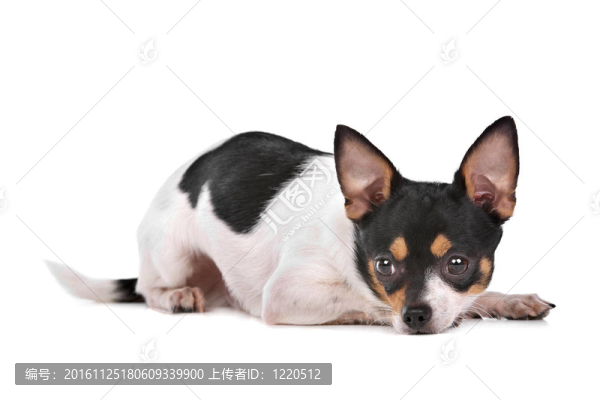 奇瓦瓦