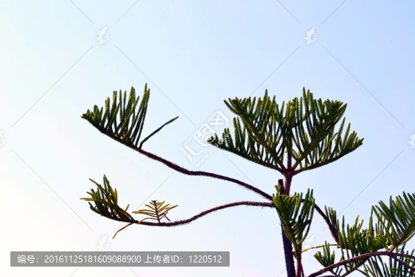 興趣的一棵樹的樹枝