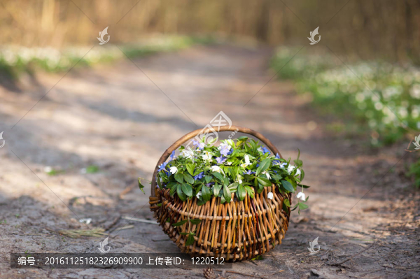 籃子里的花