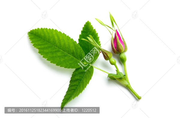 芽
